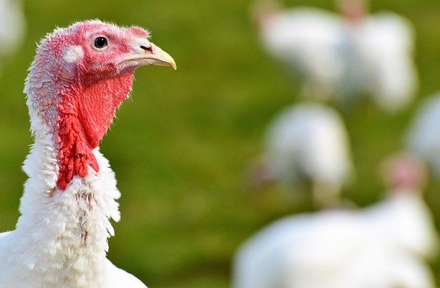 Recruiters, Is Your Hiring Manager Acting Like A Total Turkey?
